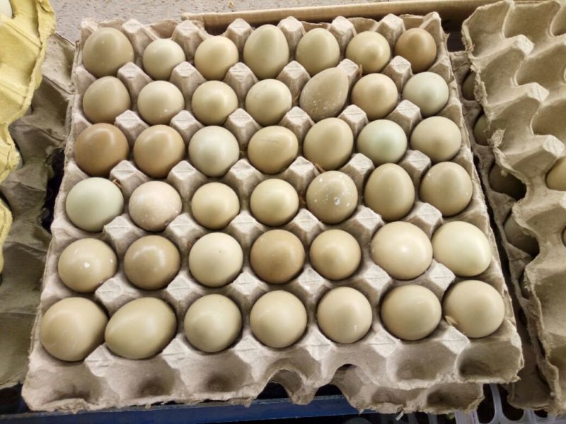 土鸡蛋食用50~60g