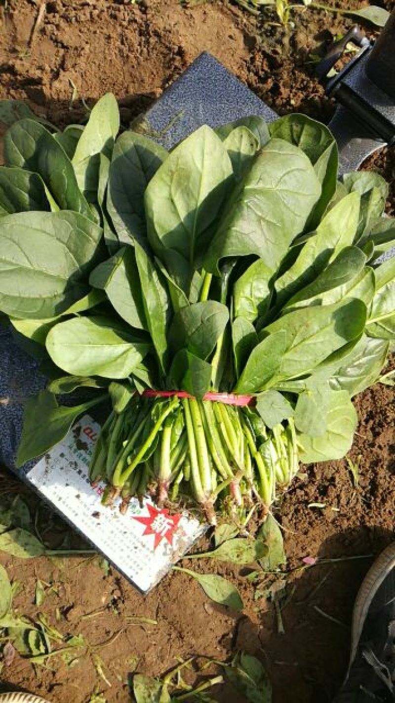 大叶菠菜20~25厘米