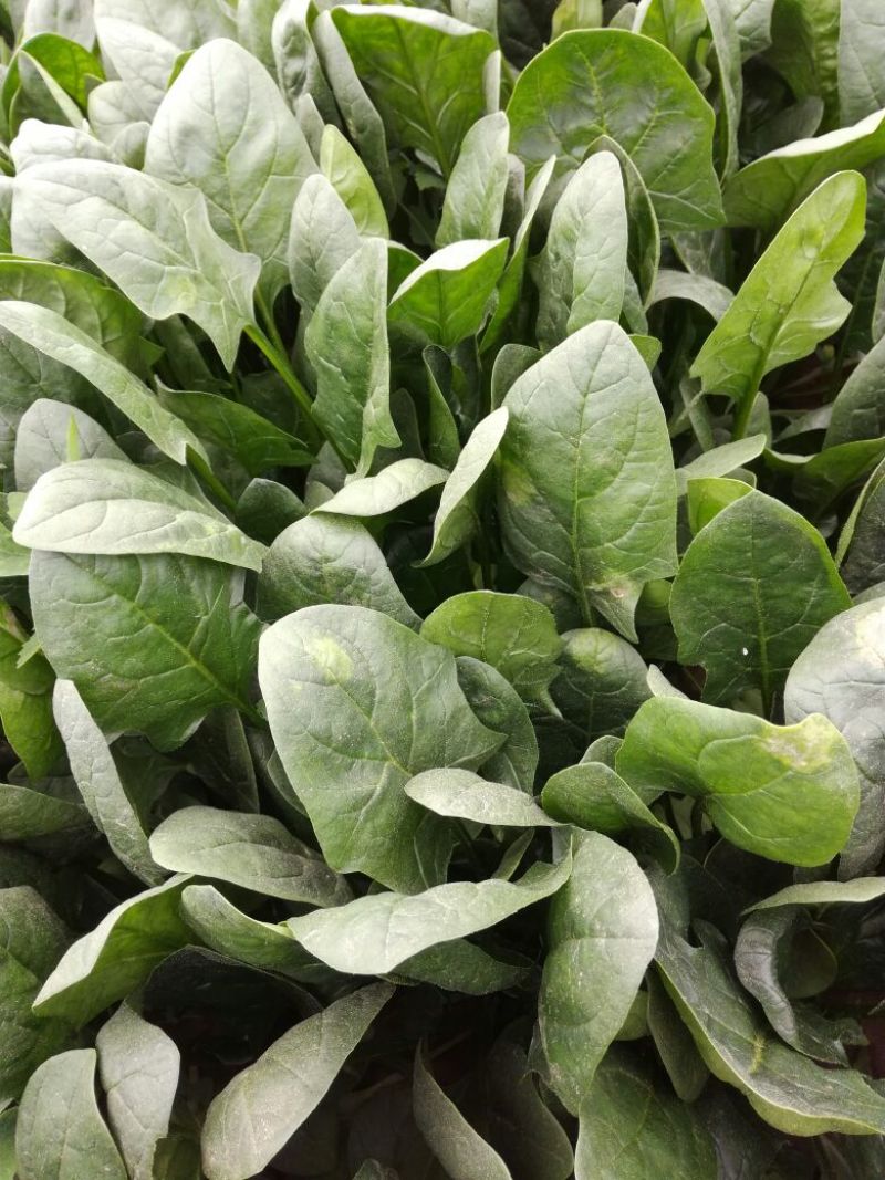 大叶菠菜20~25厘米