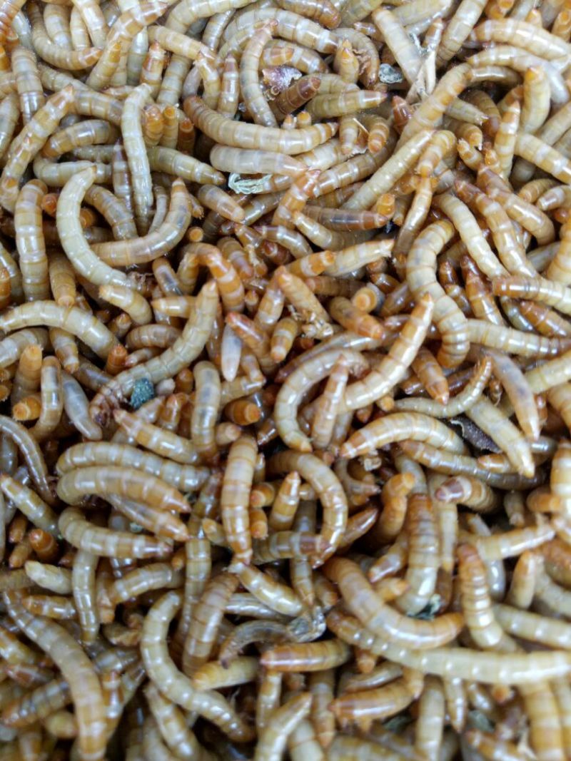 黄粉虫食用