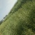 油菜籽1