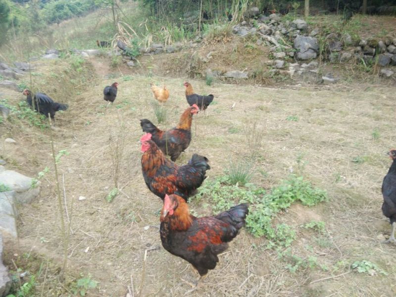 黑鸡6月以下