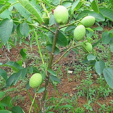 清香核桃苗薄皮早实核桃苗基地自产自销量大优惠