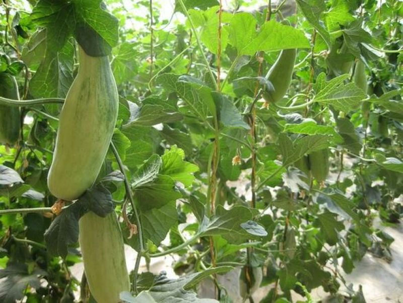 羊角蜜甜瓜通货0.5斤以上