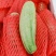 羊角蜜甜瓜通货0.5斤以上