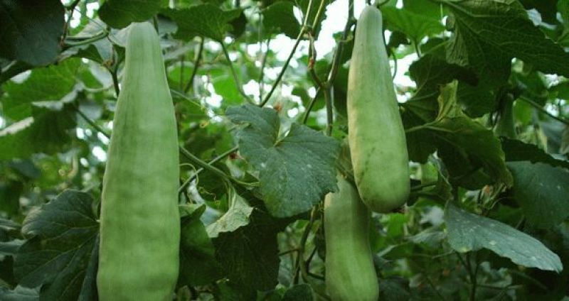 羊角蜜甜瓜通货0.5斤以上