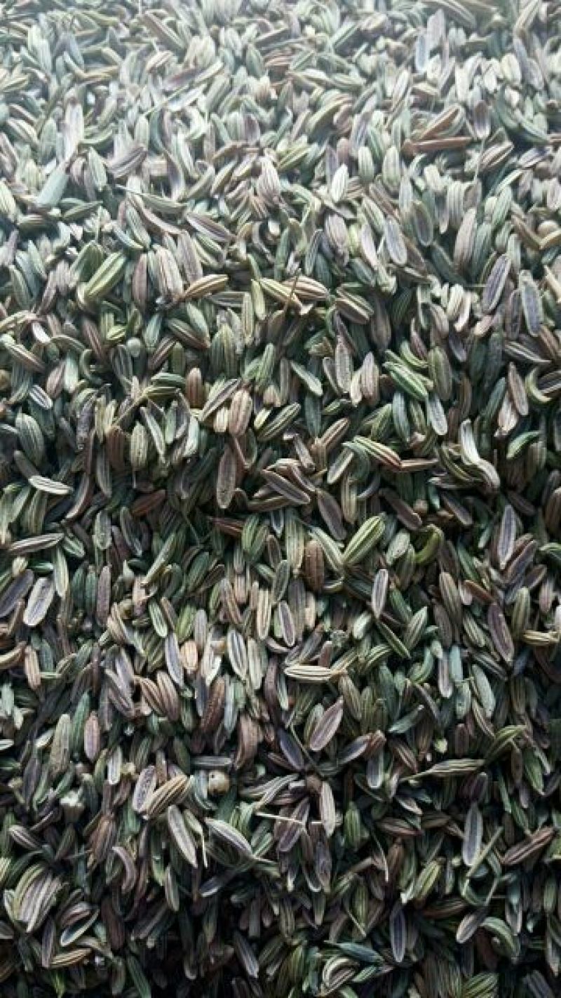 小茴香中药材小茴香调料小茴香
