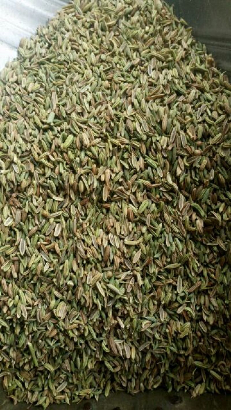 小茴香中药材小茴香调料小茴香