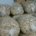 【实力推荐】干平菇大量供应自然烘干商超品质一手货源