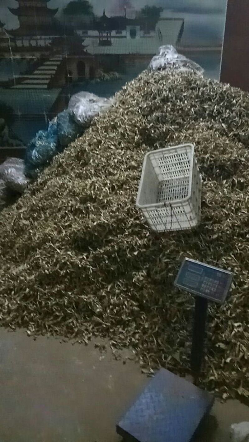 【实力推荐】干平菇大量供应自然烘干商超品质一手货源