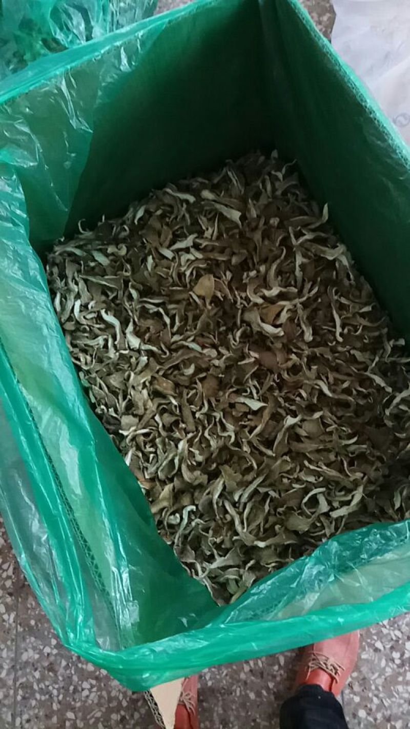 【实力推荐】干平菇大量供应自然烘干商超品质一手货源