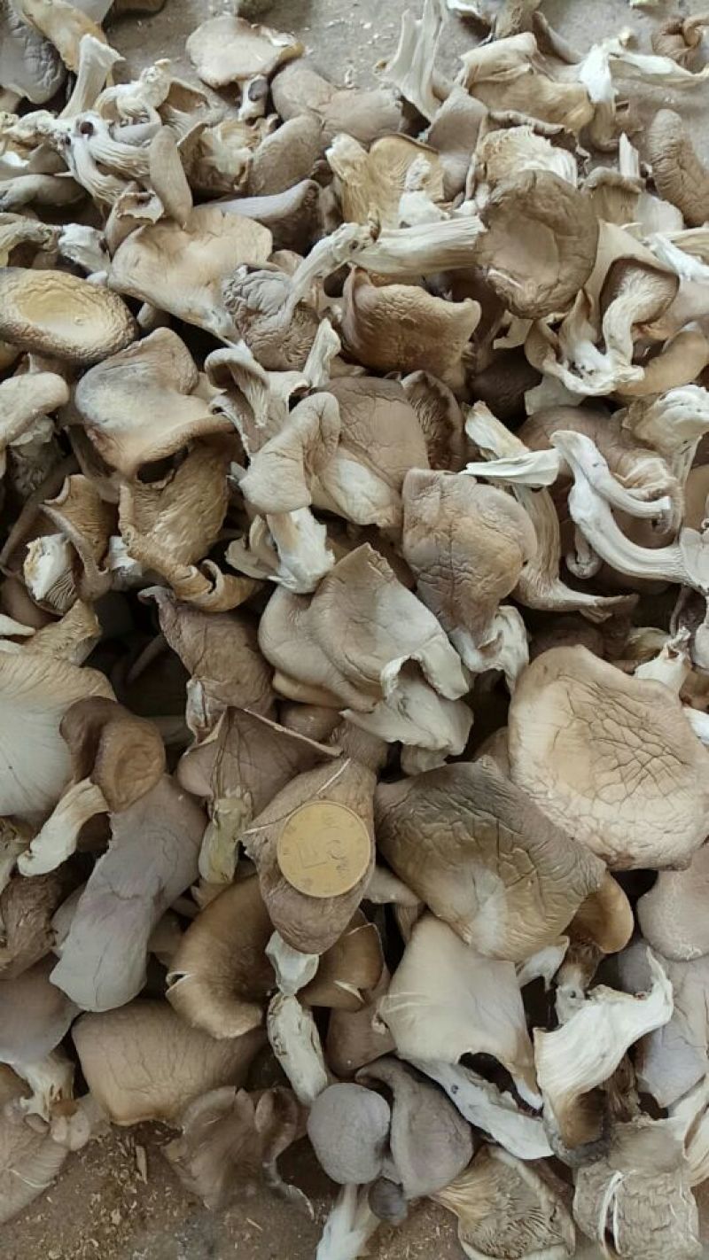 【实力推荐】干平菇大量供应自然烘干商超品质一手货源