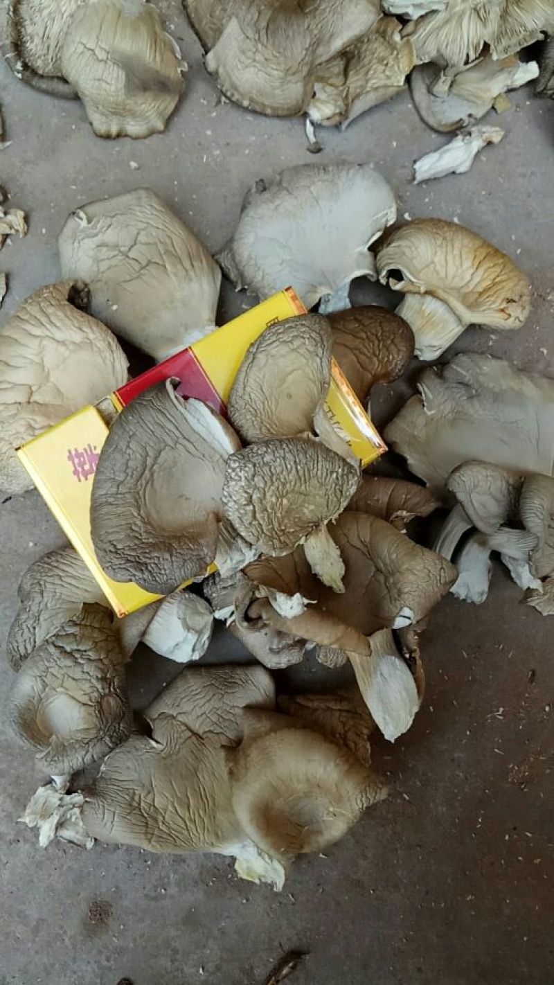 【实力推荐】干平菇大量供应自然烘干商超品质一手货源