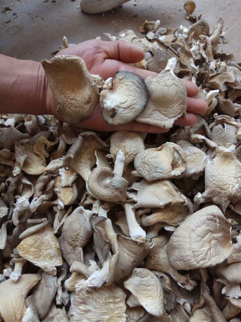 【实力推荐】干平菇大量供应自然烘干商超品质一手货源