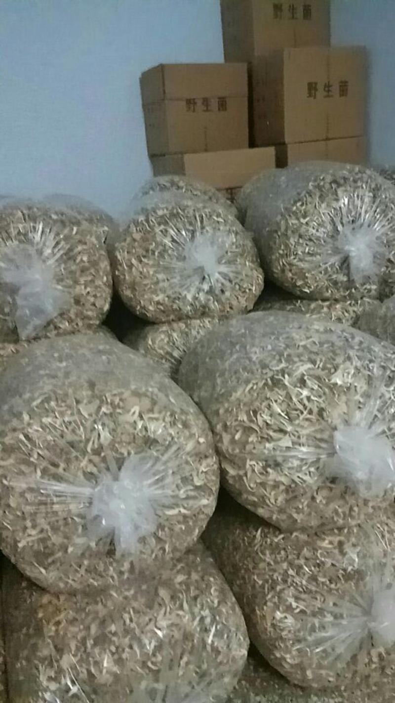 【平菇干】鲍鱼菇蘑菇特级4cm，保质保量，自然风干