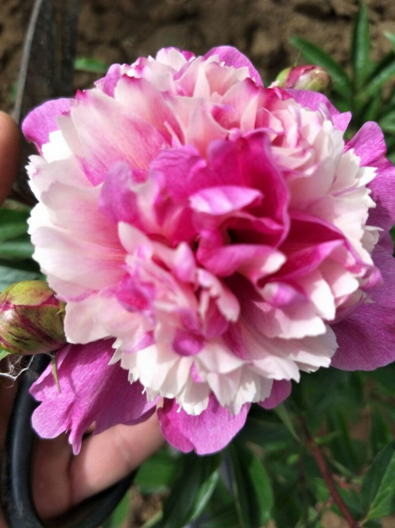 多花芍药2~4cm0.5米以下