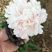 多花芍药2~4cm0.5米以下