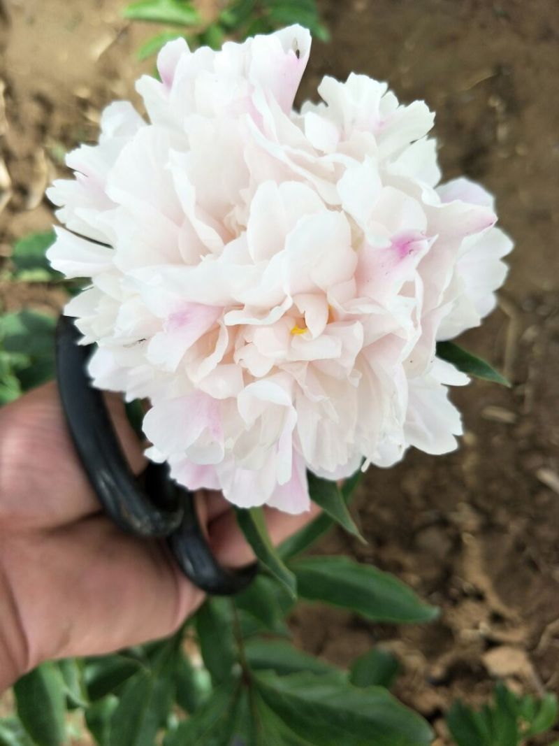 多花芍药2~4cm0.5米以下