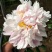 多花芍药2~4cm0.5米以下
