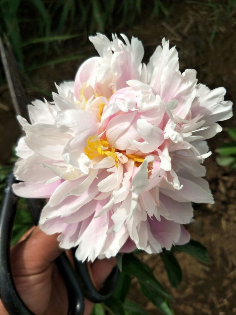 多花芍药2~4cm0.5米以下