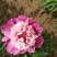 多花芍药2~4cm0.5米以下