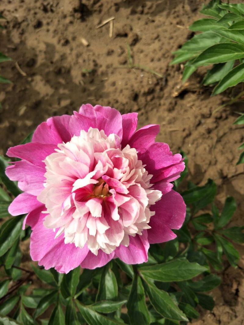 多花芍药2~4cm0.5米以下