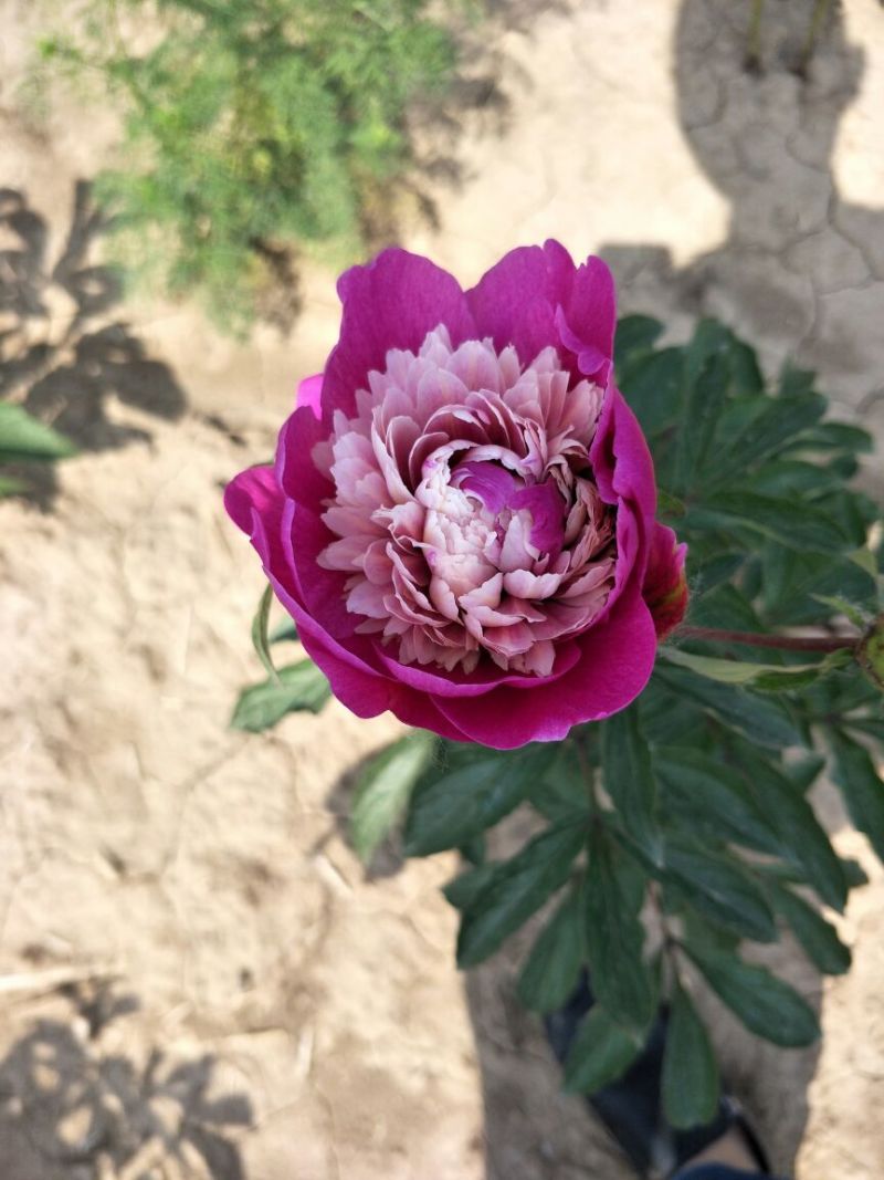 多花芍药2~4cm0.5米以下