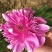 多花芍药2~4cm0.5米以下