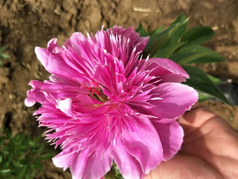 多花芍药2~4cm0.5米以下