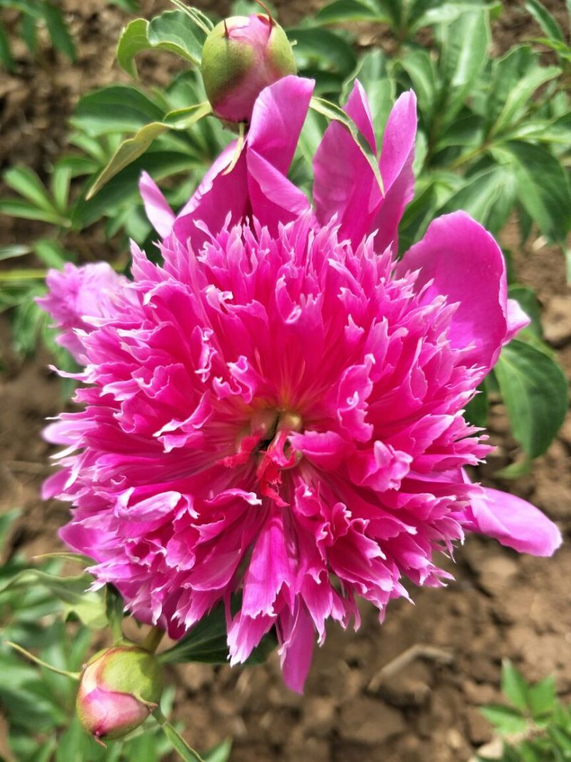 多花芍药2~4cm0.5米以下