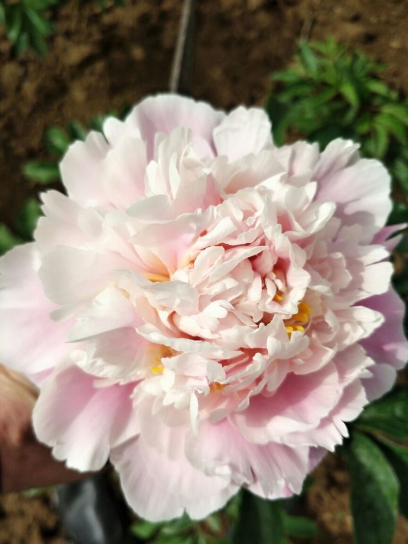 多花芍药2~4cm0.5米以下