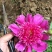 多花芍药2~4cm0.5米以下