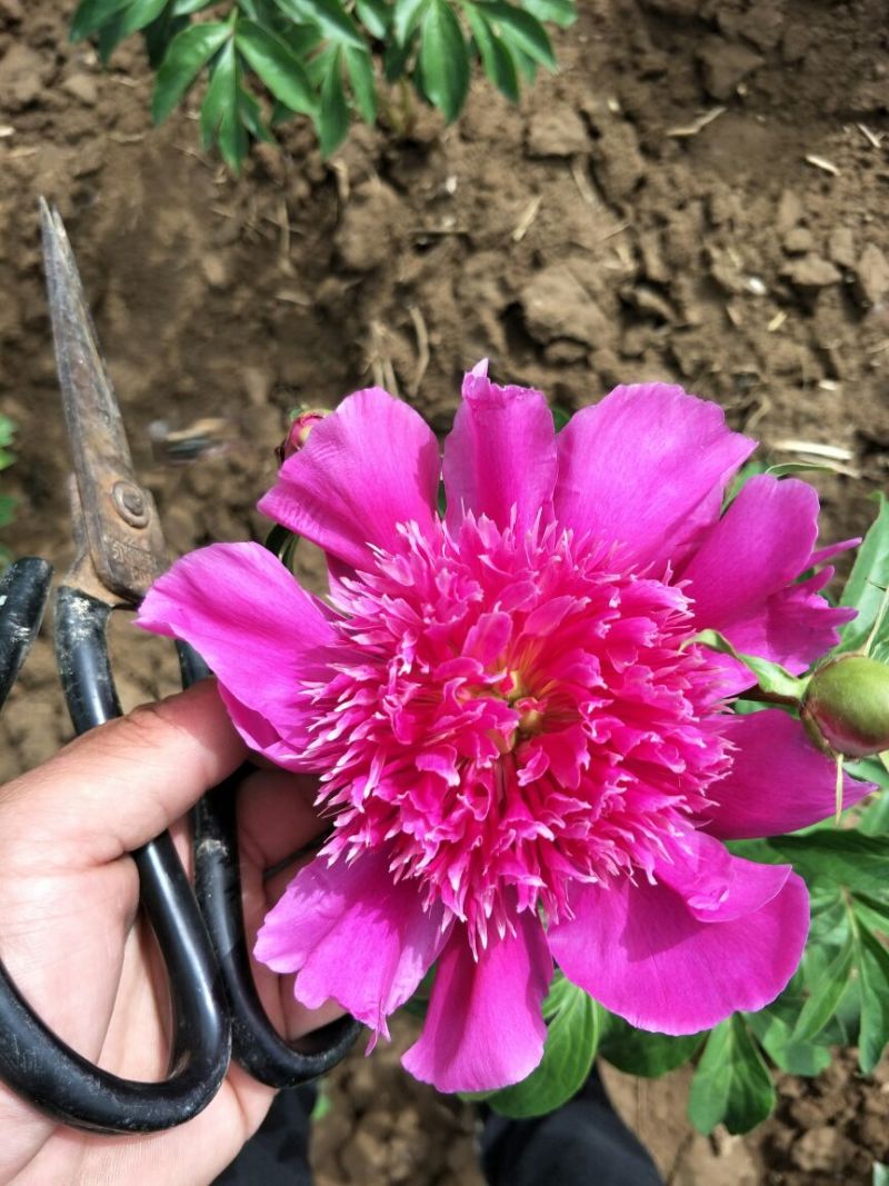 多花芍药2~4cm0.5米以下