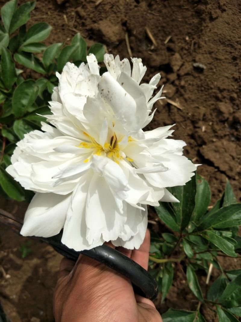 多花芍药2~4cm0.5米以下