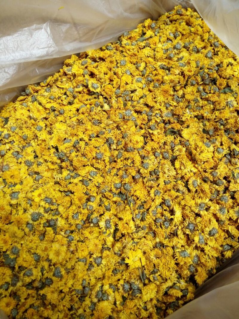 野菊花统货