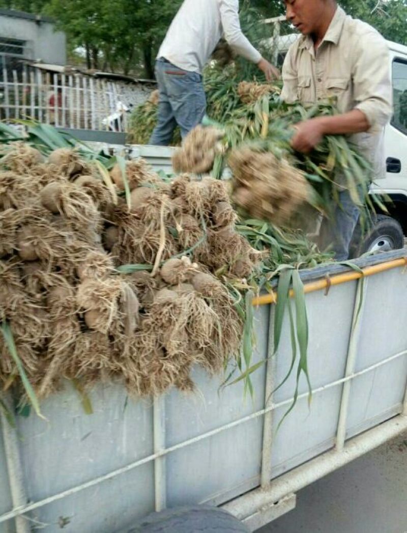 饶阳本地红皮大蒜混级统货代收代发全国