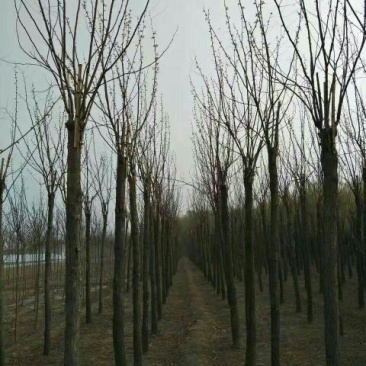 香花槐12~14cm10~12cm2~3米