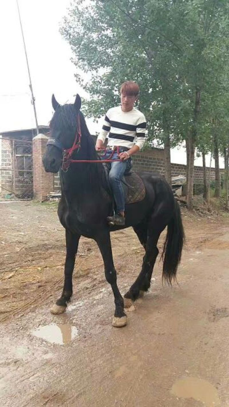 伊犁马300~400kg
