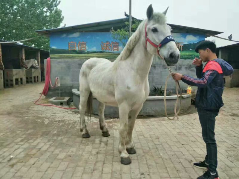 伊犁马300~400kg