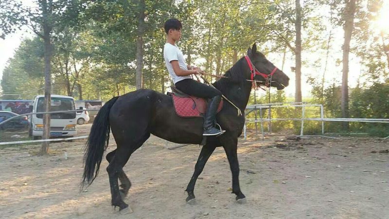伊犁马300~400kg