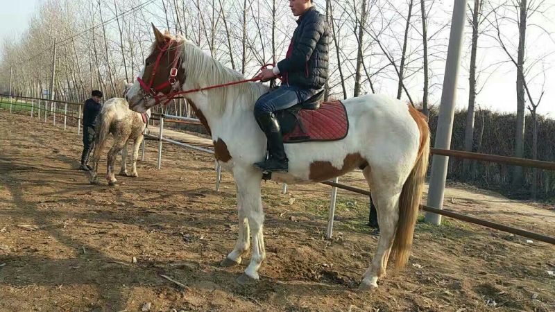 伊犁马300~400kg