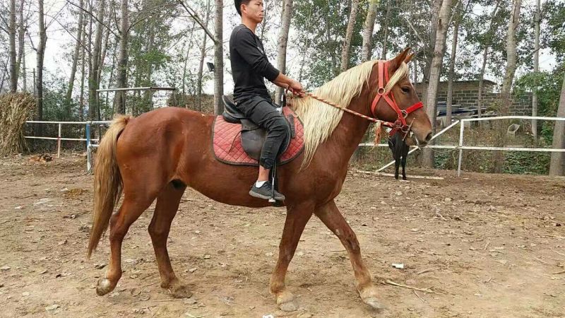 伊犁马300~400kg
