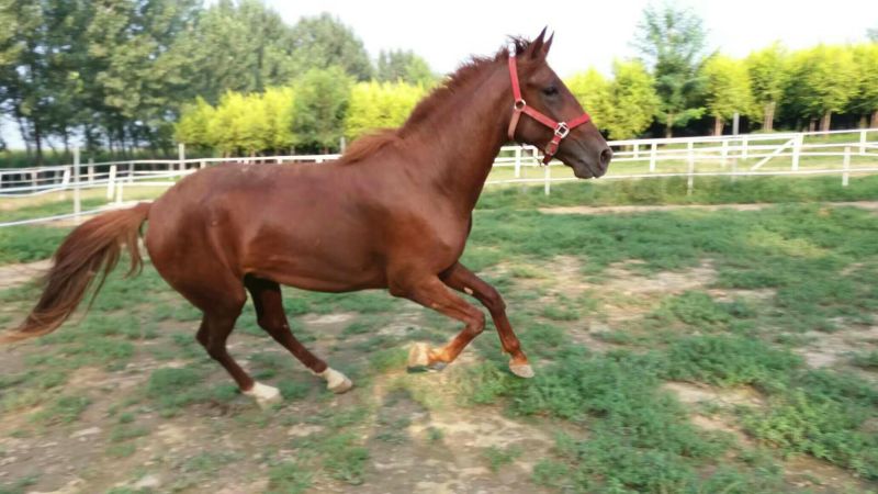 伊犁马300~400kg