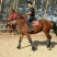 伊犁马300~400kg