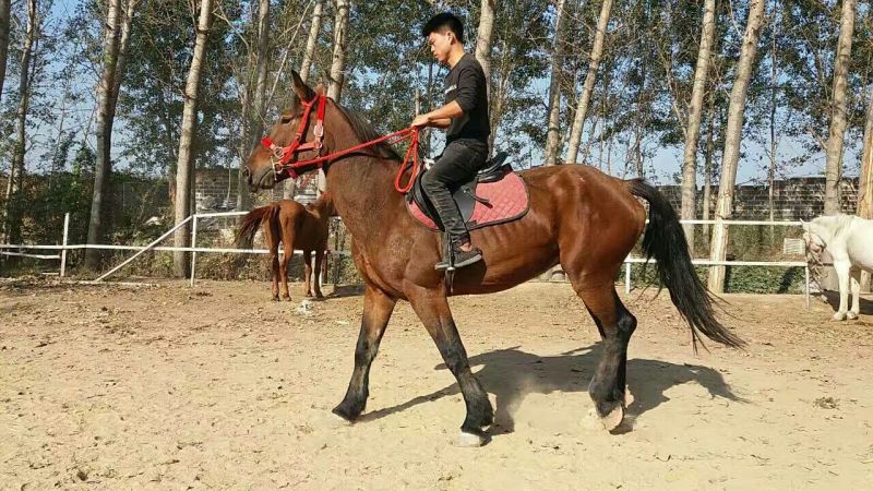 伊犁马300~400kg