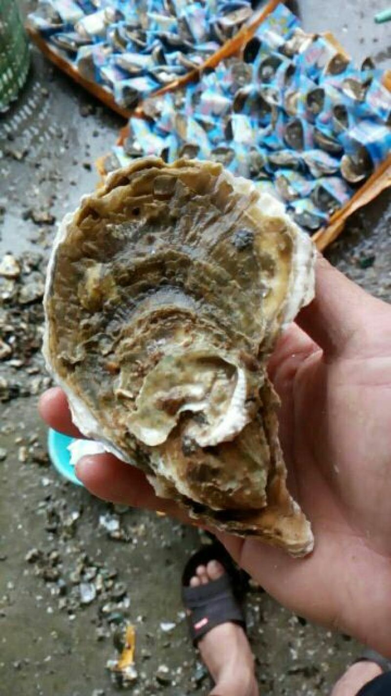 湛江肥蚝产地供应包肥稳定场地视频货原