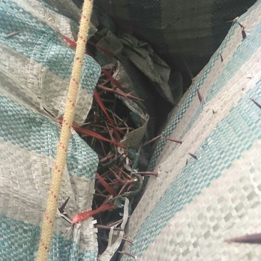 皂角刺1级