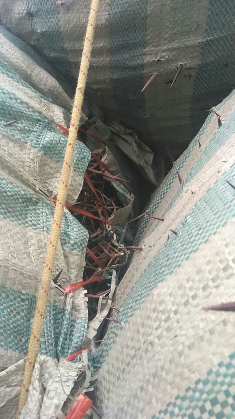 皂角刺1级
