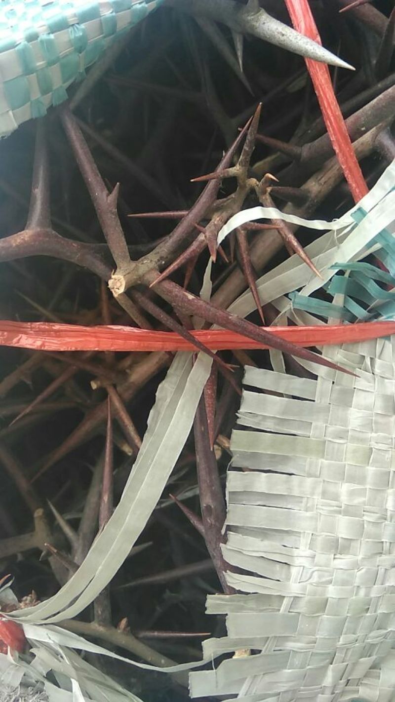 皂角刺1级