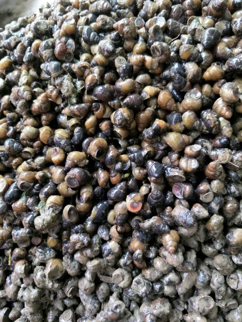 中华圆田螺食用鲜活
